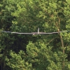 52. Teckpokalfliegen 06.09.2014