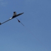52. Teckpokalfliegen 06.09.2014