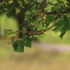 52. Teckpokalfliegen 06.09.2014