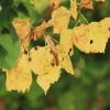 52. Teckpokalfliegen 06.09.2014