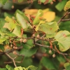 52. Teckpokalfliegen 06.09.2014