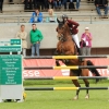 CHI Donaueschingen 2014