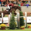 CHI Donaueschingen 2014