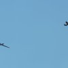 6. Hubschrauber Meeting Flugmodellclub Offenbach