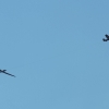 6. Hubschrauber Meeting Flugmodellclub Offenbach