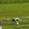 6. Eierfliegen MSG Gechingen