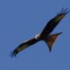 6. Eierfliegen MSG Gechingen