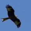 6. Eierfliegen MSG Gechingen