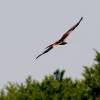 6. Eierfliegen MSG Gechingen