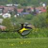 6. Eierfliegen MSG Gechingen