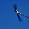 6. Eierfliegen MSG Gechingen
