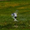 6. Eierfliegen MSG Gechingen