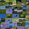 6. Eierfliegen MSG Gechingen