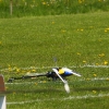6. Eierfliegen MSG Gechingen
