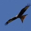 6. Eierfliegen MSG Gechingen