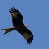 6. Eierfliegen MSG Gechingen