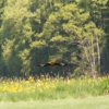 6. Eierfliegen MSG Gechingen