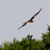 6. Eierfliegen MSG Gechingen