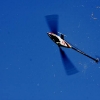 6. Eierfliegen MSG Gechingen