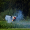 6. Eierfliegen MSG Gechingen