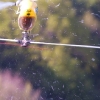 6. Eierfliegen MSG Gechingen