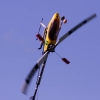6. Eierfliegen MSG Gechingen