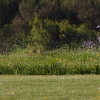 6. Eierfliegen MSG Gechingen