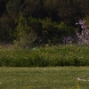 6. Eierfliegen MSG Gechingen
