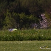 6. Eierfliegen MSG Gechingen