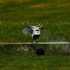 6. Eierfliegen MSG Gechingen