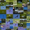 6. Eierfliegen MSG Gechingen
