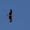 img_8895-1dfh-huelben10