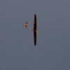 img_9285-1dfh-huelben10