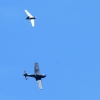 7. Warbirdtreffen / Flugtag MFC-Oberhausen e.V. 2014