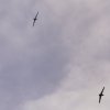 7. Warbirdtreffen MFC-Oberhausen e.V. 2014