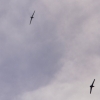 7. Warbirdtreffen MFC-Oberhausen e.V. 2014