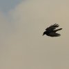 8. Eierfliegen MSG Gechingen