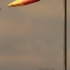 8. Eierfliegen MSG Gechingen