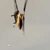 8. Eierfliegen MSG Gechingen
