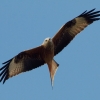 8. Eierfliegen MSG Gechingen
