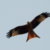 8. Eierfliegen MSG Gechingen