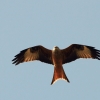 8. Eierfliegen MSG Gechingen