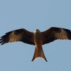 8. Eierfliegen MSG Gechingen