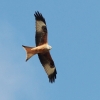 8. Eierfliegen MSG Gechingen