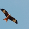8. Eierfliegen MSG Gechingen