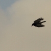 8. Eierfliegen MSG Gechingen