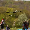 8. KirchheimOpen-Wettbewerb F3B Hülben .2011