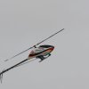 9. Eierfliegen MSG Gechingen 21.04.2014
