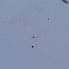 9. Eierfliegen MSG Gechingen 21.04.2014