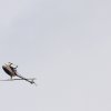 9. Eierfliegen MSG Gechingen 21.04.2014